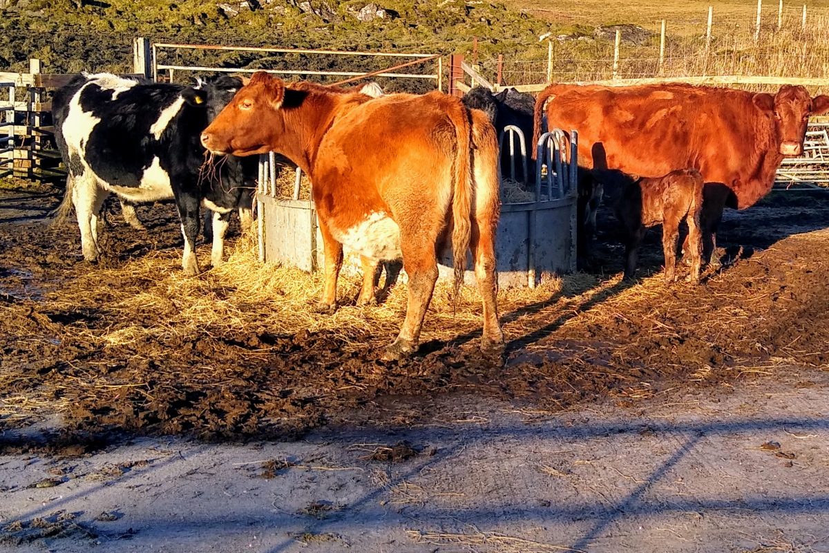 Kilcheran cattle feeding